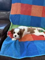 AKC Pretty Girl , a female Cavalier King Charles Spaniel for sale in Bellflower, CA – 2 of 10