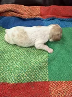 AKC Rudolph , a male Cavalier King Charles Spaniel for sale in Bellflower, CA – 5 of 10