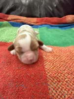 AKC Santa Claus, a male Cavalier King Charles Spaniel for sale in Bellflower, CA – 8 of 10