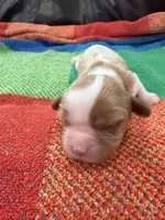 AKC Santa Claus, a male Cavalier King Charles Spaniel for sale in Bellflower, CA – 2 of 10