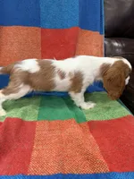 AKC Bella, a female Cavalier King Charles Spaniel for sale in Bellflower, CA – 9 of 10