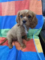 AKC Charlie Brown, a male Cavalier King Charles Spaniel for sale in Bellflower, CA – 4 of 10