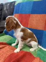 AKC Taylor Swift, a female Cavalier King Charles Spaniel for sale in Bellflower, CA – 10 of 10