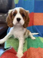 AKC Bella, a female Cavalier King Charles Spaniel for sale in Bellflower, CA – 5 of 10