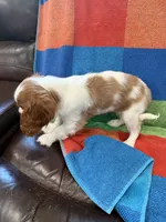 AKC Queen’s Baby , a female Cavalier King Charles Spaniel for sale in Bellflower, CA – 4 of 10