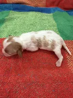 AKC Little Princess , a female Cavalier King Charles Spaniel for sale in Bellflower, CA – 3 of 10