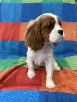 AKC Handsome Boy, a male Cavalier King Charles Spaniel for sale in Bellflower, CA – 4 of 10