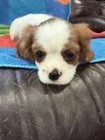 AKC Pretty Girl , a female Cavalier King Charles Spaniel for sale in Bellflower, CA – 7 of 10