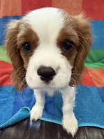 AKC Elvis, a male Cavalier King Charles Spaniel for sale in Bellflower, CA – 8 of 10