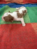 AKC Mercedes, a female Cavalier King Charles Spaniel for sale in Bellflower, CA – 6 of 10