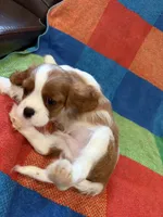 AKC Handsome Boy, a male Cavalier King Charles Spaniel for sale in Bellflower, CA – 8 of 10