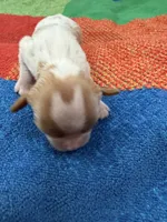 AKC Little Princess , a female Cavalier King Charles Spaniel for sale in Bellflower, CA – 7 of 10
