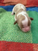 AKC Santa Claus, a male Cavalier King Charles Spaniel for sale in Bellflower, CA – 1 of 10