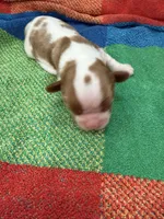 AKC Mercedes, a female Cavalier King Charles Spaniel for sale in Bellflower, CA – 5 of 10