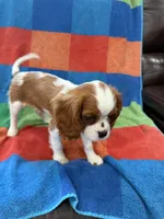 AKC Taylor Swift, a female Cavalier King Charles Spaniel for sale in Bellflower, CA – 7 of 10