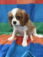 AKC Travis Kelcy, a male Cavalier King Charles Spaniel for sale in Bellflower, CA – 3 of 10