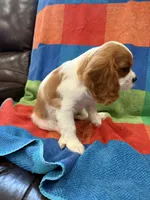 AKC Mello Yello, a male Cavalier King Charles Spaniel for sale in Bellflower, CA – 8 of 10