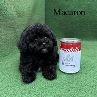 Macaron, a female Poodle - Toy  for sale in Nicholls, GA – 2 of 9