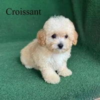 Croissant , a male Poodle - Toy  for sale in Nicholls, GA – 10 of 10