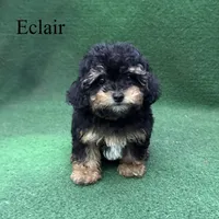 Eclair, a female Poodle - Toy  for sale in Nicholls, GA – 7 of 10