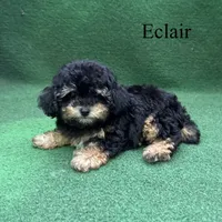 Eclair, a female Poodle - Toy  for sale in Nicholls, GA – 2 of 10