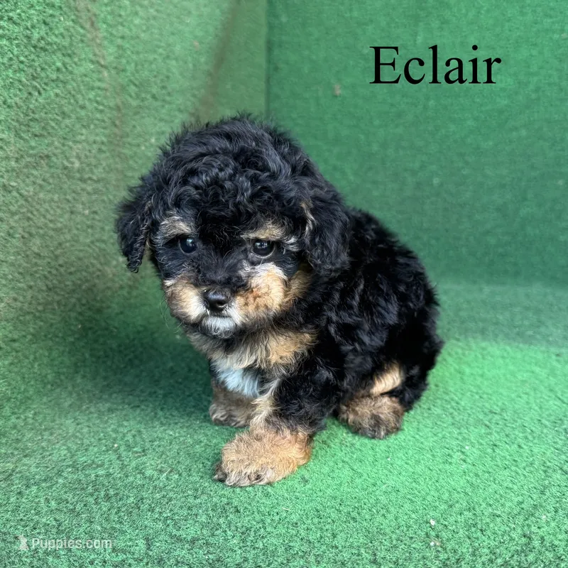 Eclair – Poodle - Toy  puppy for sale in Nicholls, GA