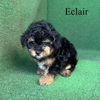 Eclair, a female Poodle - Toy  for sale in Nicholls, GA – 8 of 10