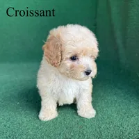 Croissant , a male Poodle - Toy  for sale in Nicholls, GA – 6 of 10