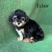 Eclair, a female Poodle - Toy  for sale in Nicholls, GA – 10 of 10