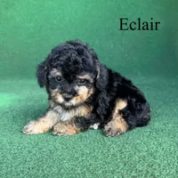 Eclair, a female Poodle - Toy  for sale in Nicholls, GA – 9 of 10