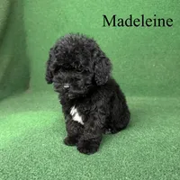 Madeleine , a female Poodle - Toy  for sale in Nicholls, GA – 8 of 10
