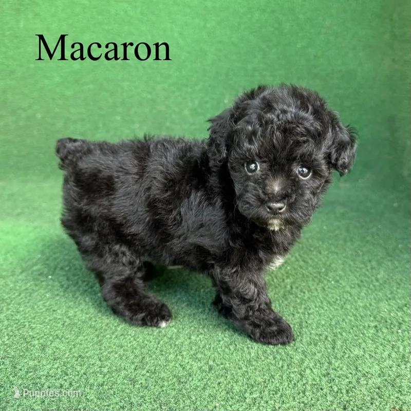 Macaron – Poodle - Toy  puppy for sale in Nicholls, GA