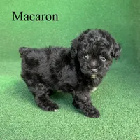 Macaron, a female Poodle - Toy  for sale in Nicholls, GA – 3 of 10