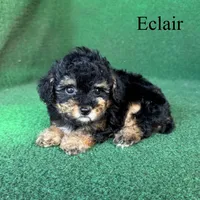 Eclair, a female Poodle - Toy  for sale in Nicholls, GA – 3 of 10