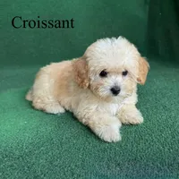 Croissant , a male Poodle - Toy  for sale in Nicholls, GA – 5 of 10