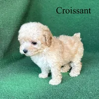Croissant , a male Poodle - Toy  for sale in Nicholls, GA – 3 of 10