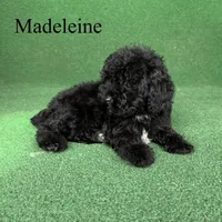Madeleine , a female Poodle - Toy  for sale in Nicholls, GA – 10 of 10