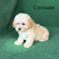 Croissant , a male Poodle - Toy  for sale in Nicholls, GA – 8 of 10