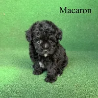 Macaron, a female Poodle - Toy  for sale in Nicholls, GA – 7 of 10