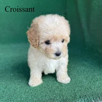 Croissant , a male Poodle - Toy  for sale in Nicholls, GA – 9 of 10