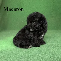 Macaron, a female Poodle - Toy  for sale in Nicholls, GA – 7 of 9
