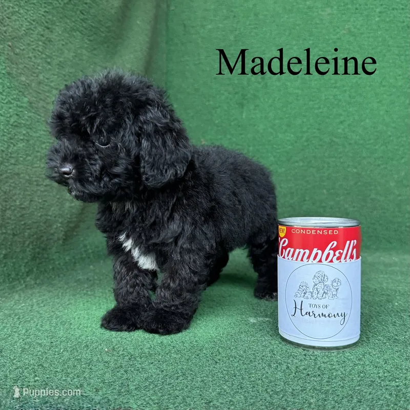 Madeleine  – Poodle - Toy  puppy for sale in Nicholls, GA