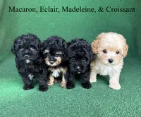 Croissant , a male Poodle - Toy  for sale in Nicholls, GA – 8 of 10