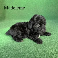 Madeleine , a female Poodle - Toy  for sale in Nicholls, GA – 10 of 10