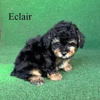 Eclair, a female Poodle - Toy  for sale in Nicholls, GA – 6 of 10