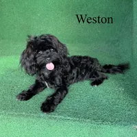 Weston - 4 lbs, a male Havapoo for sale in Nicholls, GA – Photo 10 of 10