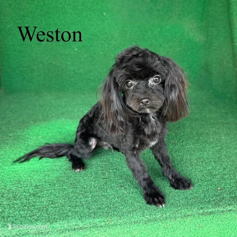 Weston - 4 lbs