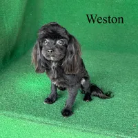 Weston - 4 lbs, a male Havapoo for sale in Nicholls, GA – Photo 7 of 10