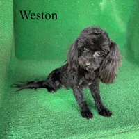 Weston - 4 lbs, a male Havapoo for sale in Nicholls, GA – Photo 3 of 10