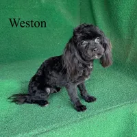 Weston - 4 lbs, a male Havapoo for sale in Nicholls, GA – Photo 8 of 10